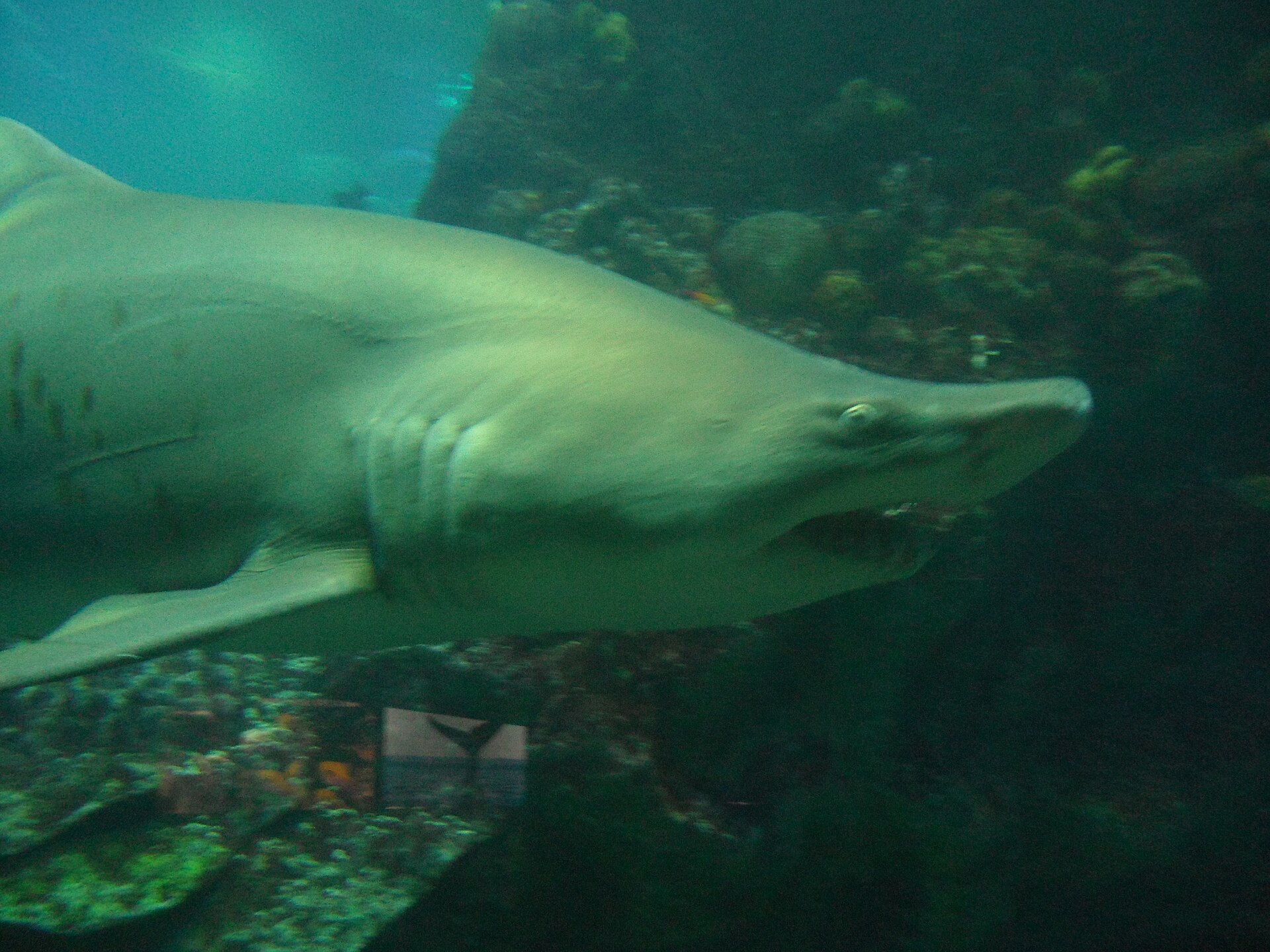 Sand tiger shark swimming in a public tank, teeth visible at rest
